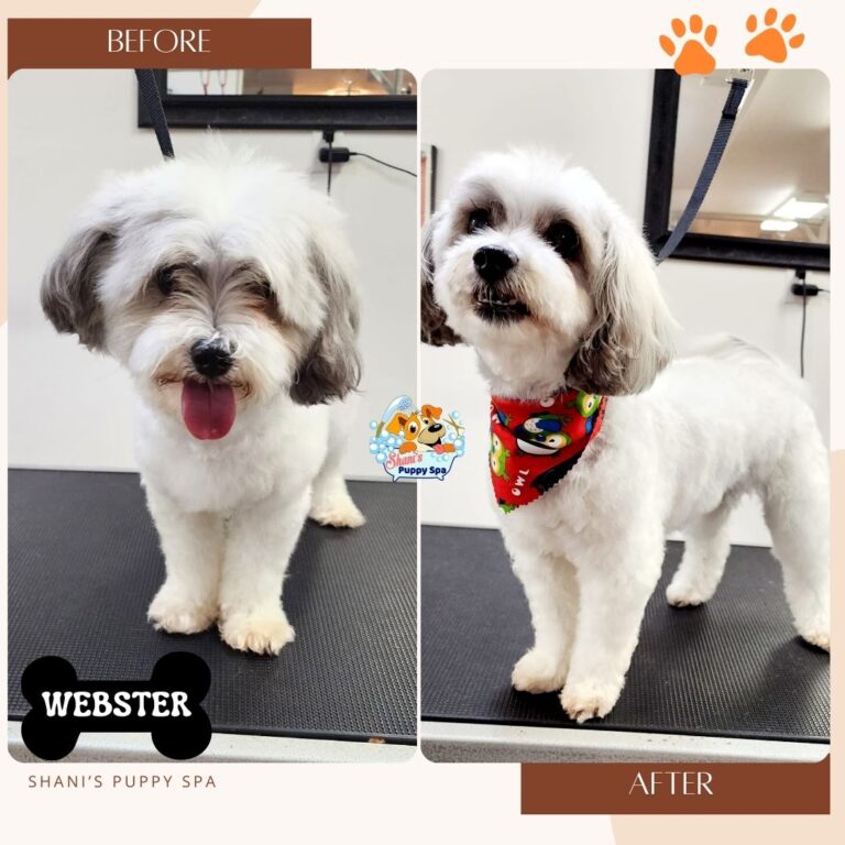 Webster