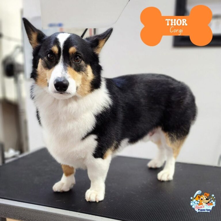 Thor