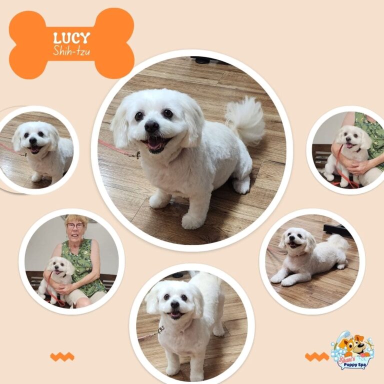 Lucy shih tzu