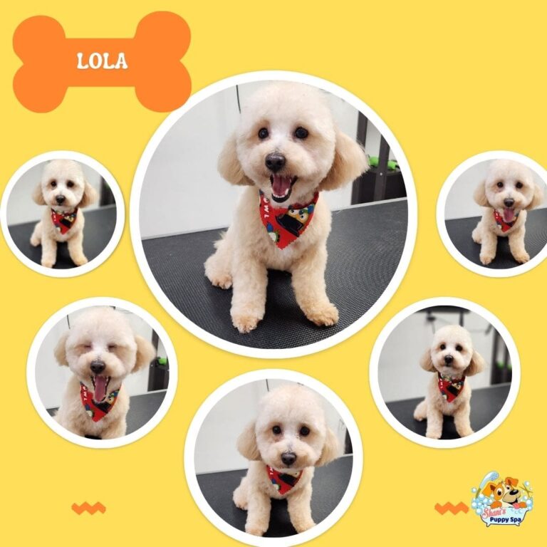 Lola