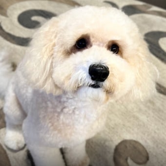 Archie