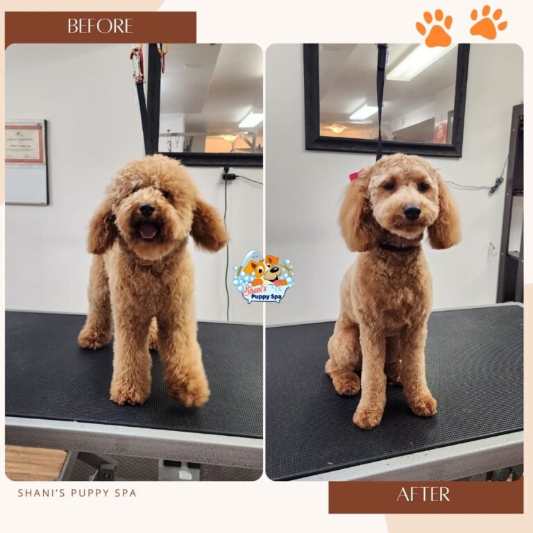 before after dog grooming