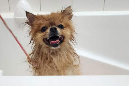 dog bath and brush newmarket