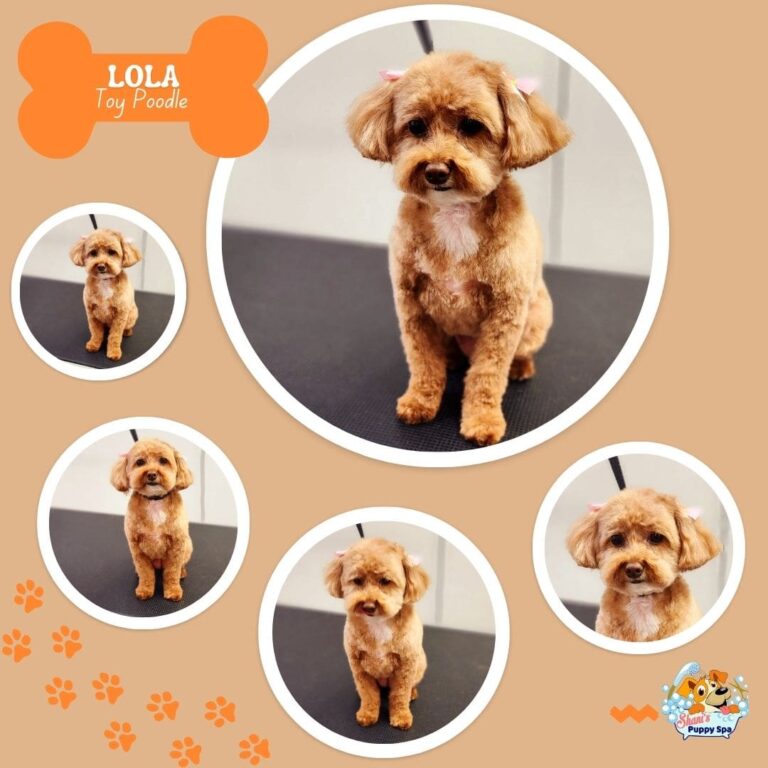 Lola
