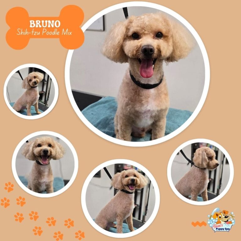 small dog grooming Ontario