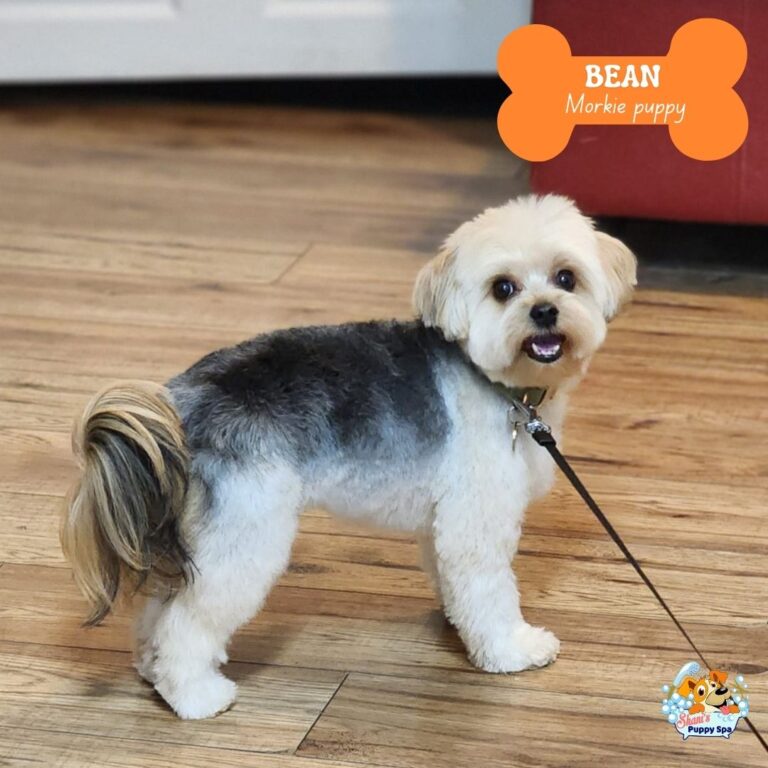 Bean