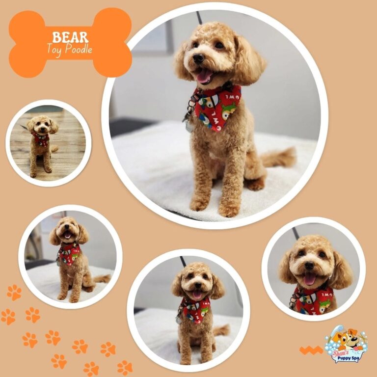 Bear