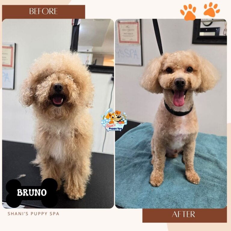 Puppy spa in newmarket
