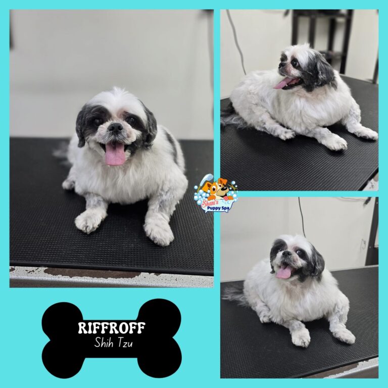 14-year-old Shih Tzu riffroff