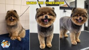 munro the pomeranian