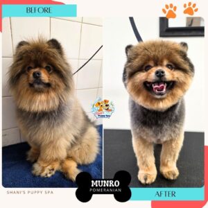 pomeranian before after