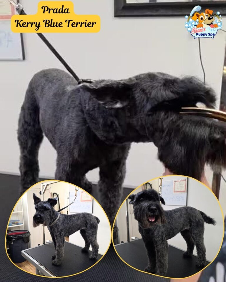 Kerry blue terrier - Prada