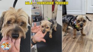 mila yorkshire terrier newmarket