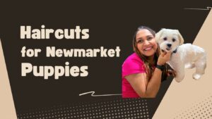 hair cut for puppies Newmarket