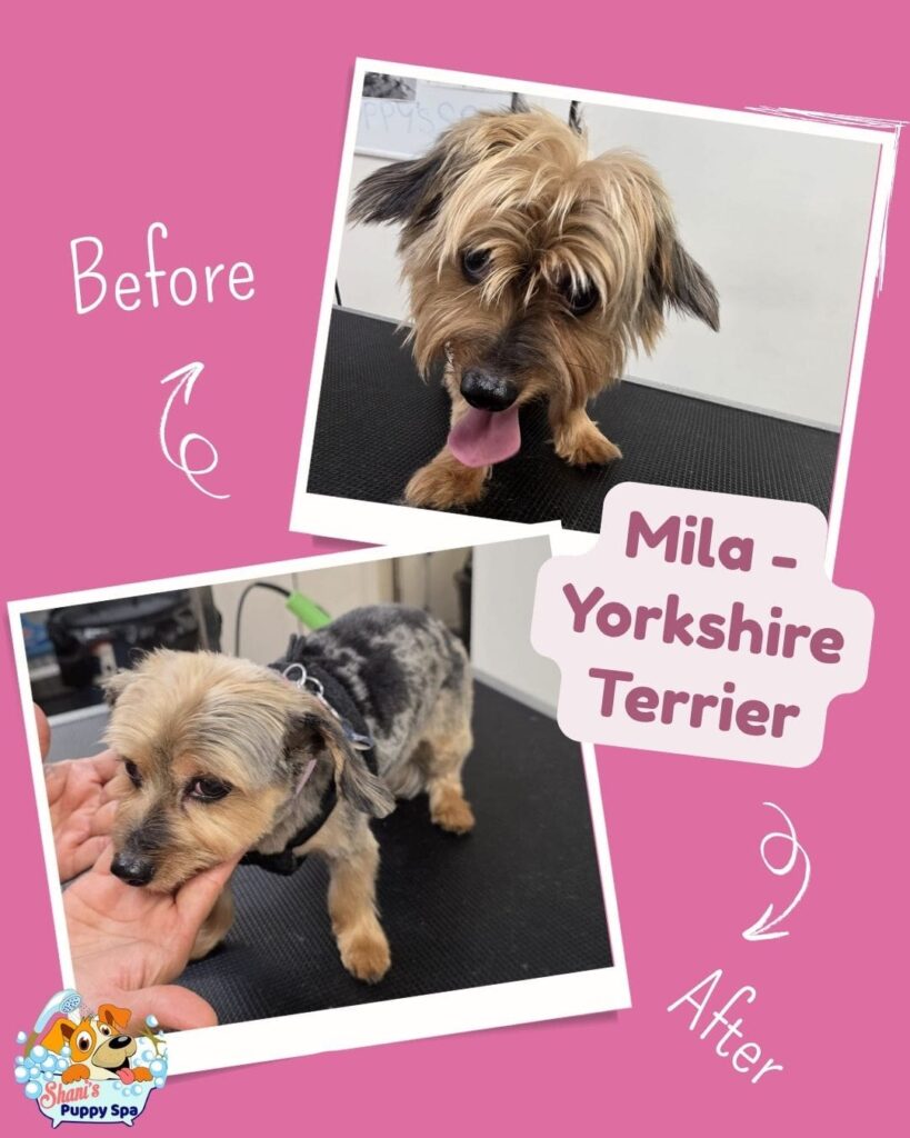 Yorkshire Terrier dog grooming newmarket ON
