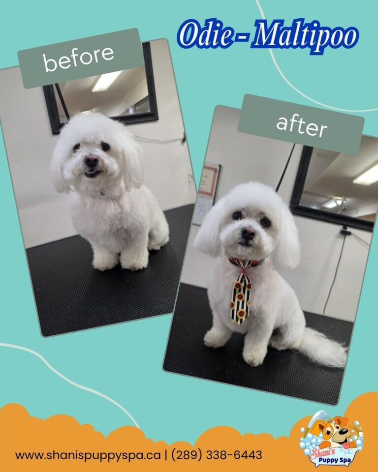 odie maltipoo