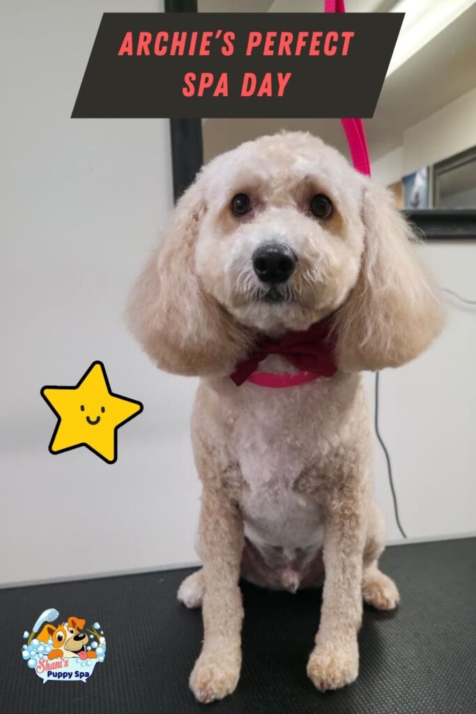 newmarket dog groomer - Archie the Cockapoo