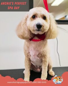 newmarket dog grooming of Archie the Cockapoo