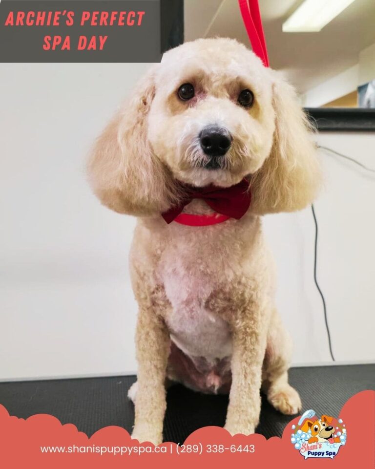 newmarket dog grooming of Archie the Cockapoo
