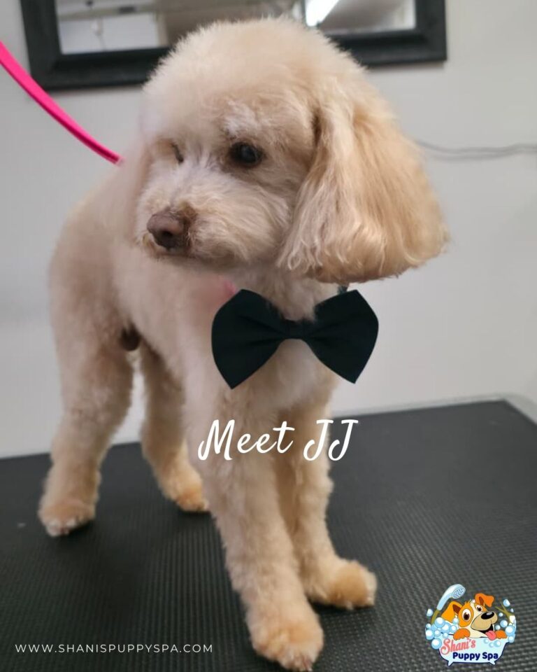 JJ the toy poodle - newmarket dog groomer