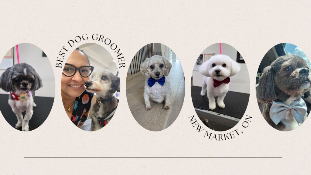 best dog groomer in newmarket