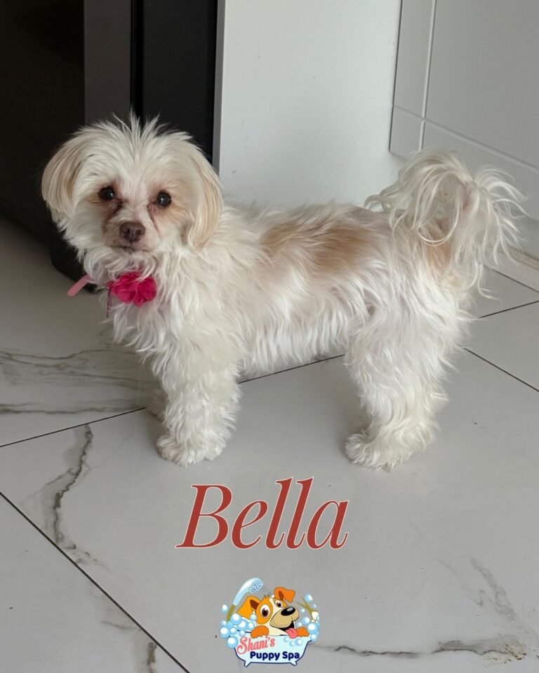 shihtzu - bella - newmarker dog grooming