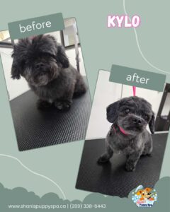 Kylo groomed at Shani's puppy spa