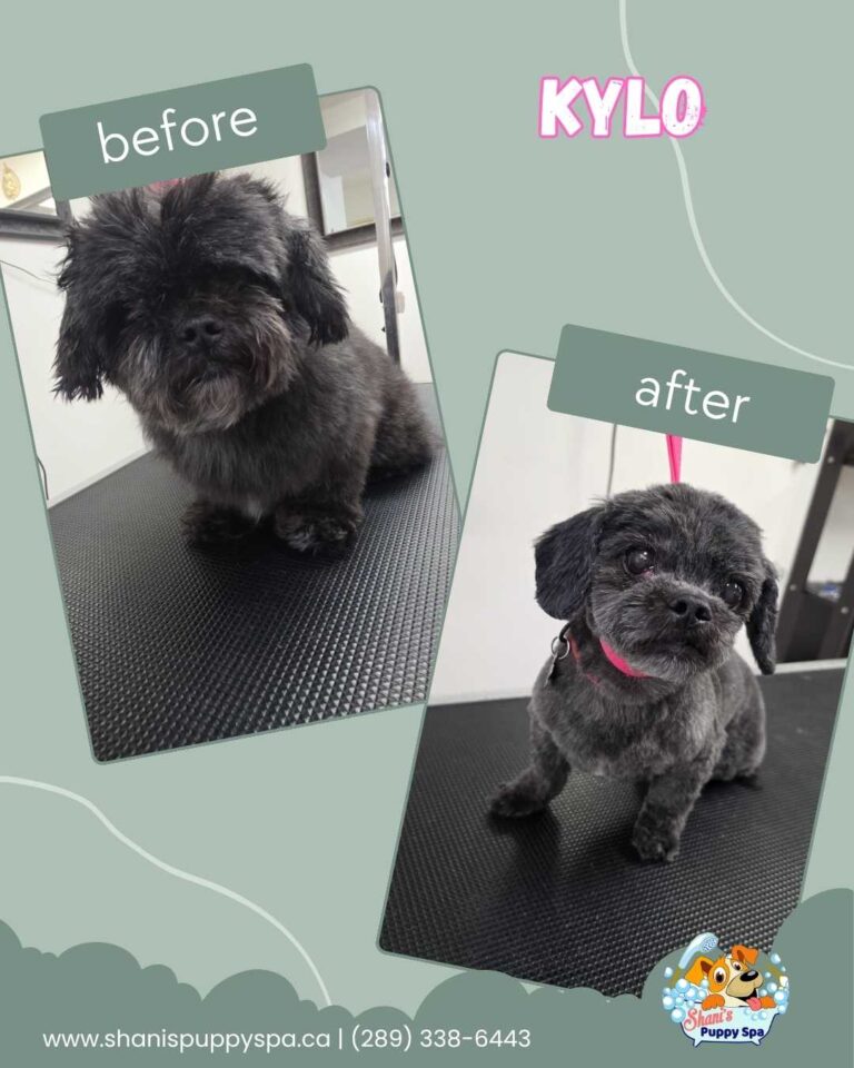 Kylo groomed at Shani's puppy spa
