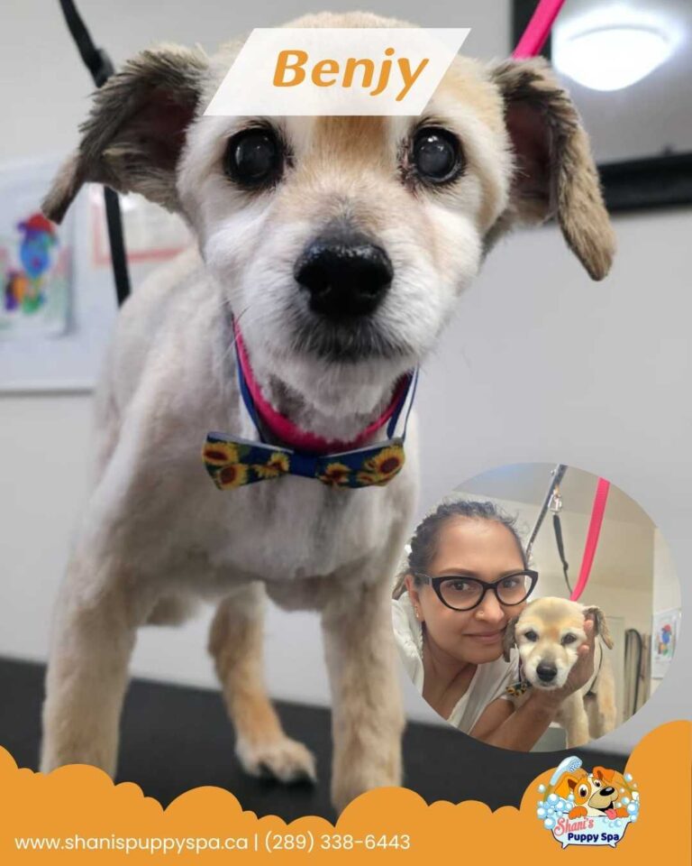 Benjy - senior dog groomed