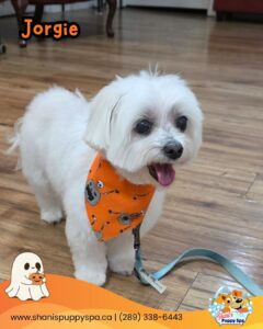 Small dog grooming for Jorgie