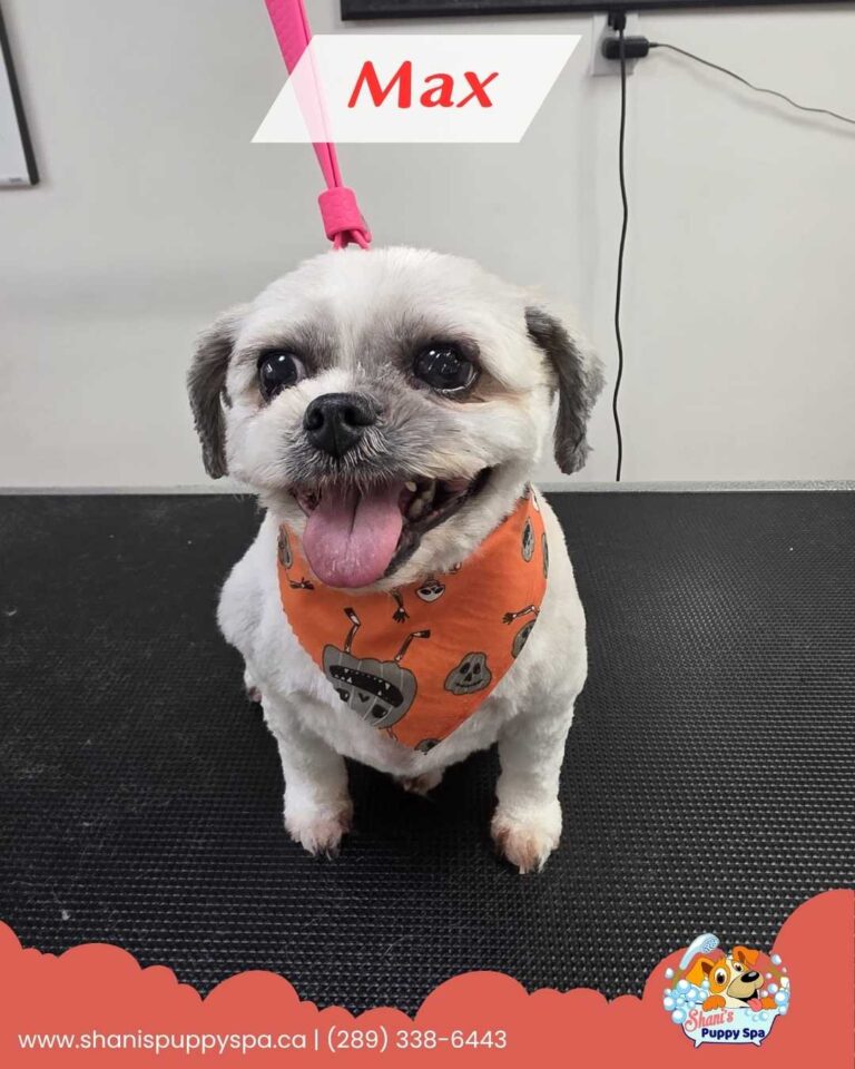 newmarket puppy groomers