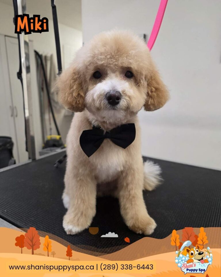 Miki the toy poodle