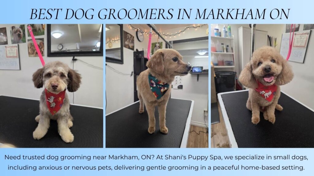 best dog groomers in Markham
