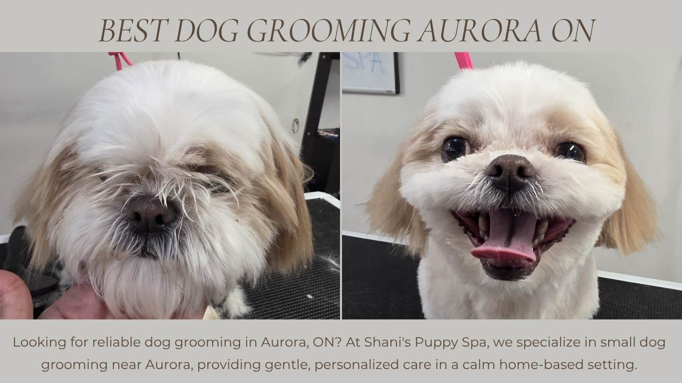 Dog Grooming Aurora ON