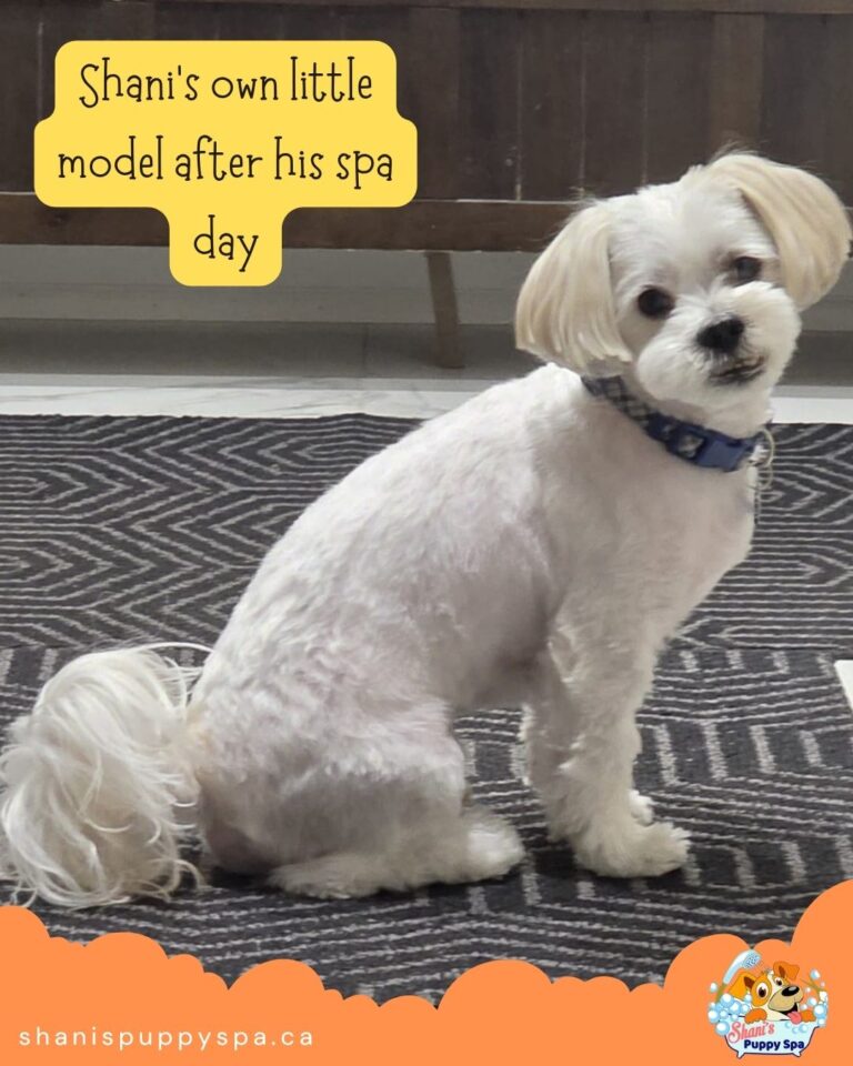 Dog Spa day (2)