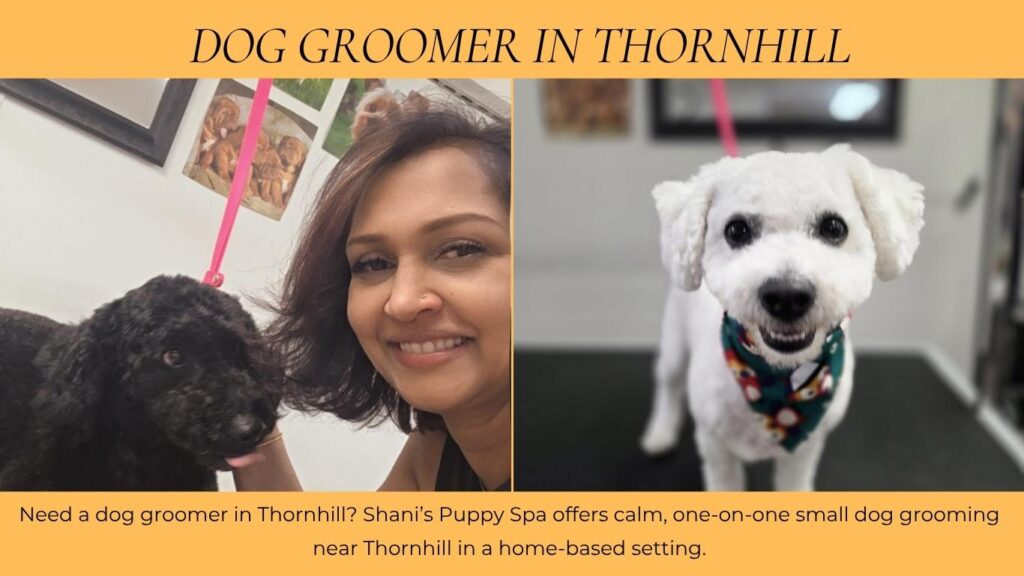 Best dog grooming in Thornhill ON
