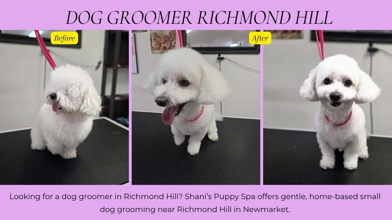 Dog Groomer Richmond Hill