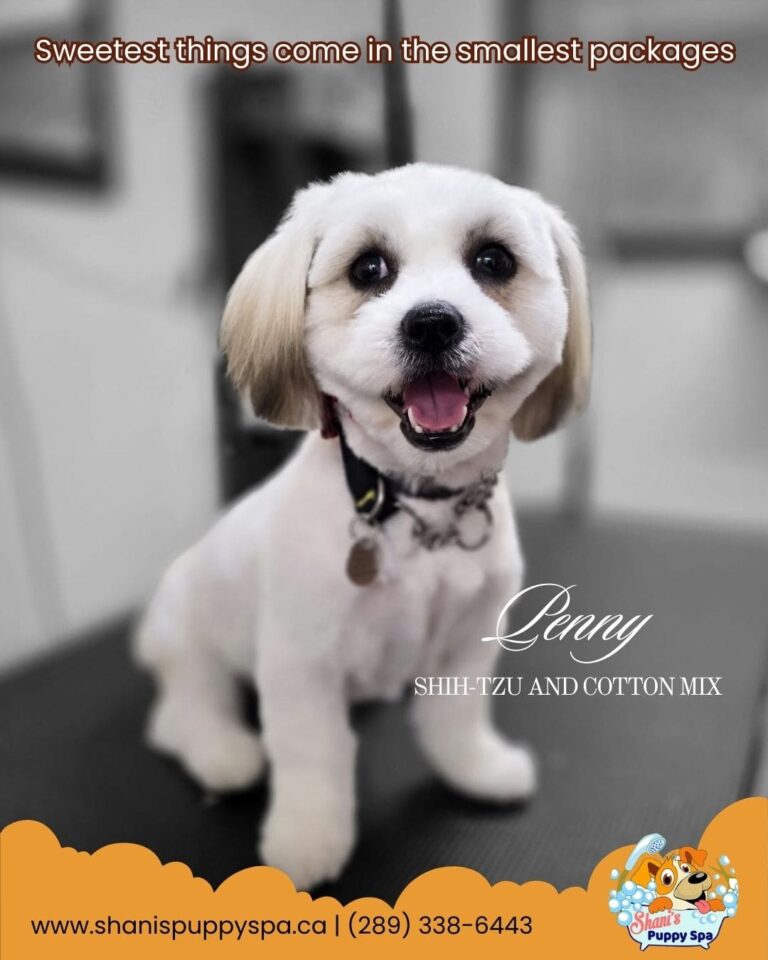 penny - shihtzu cotton mix-min