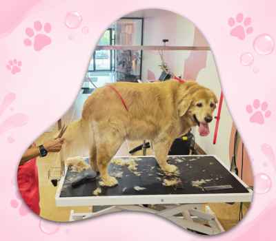 Large dog grooming