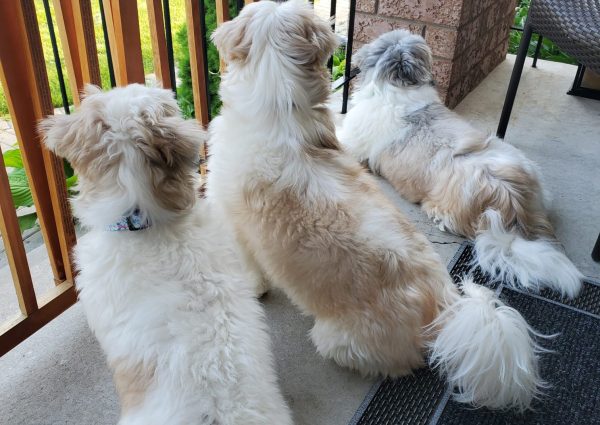 Shanis puppy spa dogs waiting